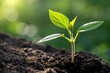 © Meheraj Hosen Mahid - This image captures a newly sprouted young plant emerging from rich soil, emphasizing the beauty and potential of growth in nature's environment amidst soft sunlight.