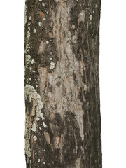 Wall Mural - Tree trunk isolated on white background with clipping path.