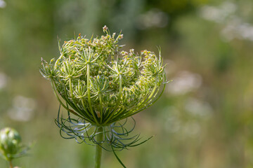 Wall Mural - Daucus carota known as wild carrot blooming plant