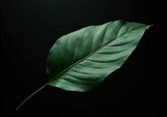 Wall Mural - Nature's vibrant leaf illuminated against a dark background showcasing its texture