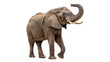 © Wow Stunning - African elephant isolated on transparent background