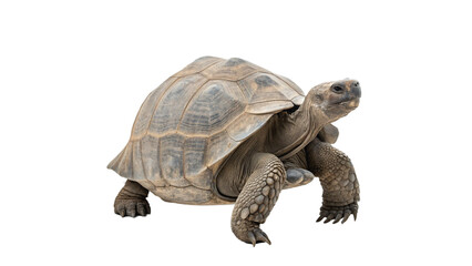 Big turtle isolated on transparent background