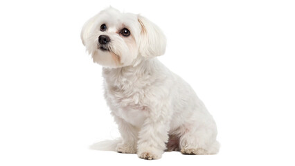 Wall Mural - white maltese dog isolated on transparent background