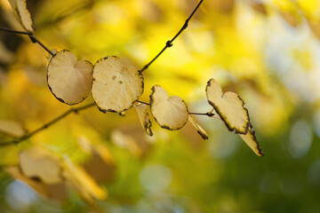 Wall Mural - close up yellow leaves of Japanese cake tree, yellow leaves of Cercidiphyllum japonicum, colourful autumn, colourful autumn colours, golden autumn, yellow green background