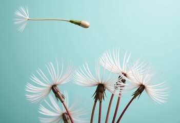 Wall Mural - dandelion on black background