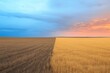 © Helen - Stunning contrast of blue sky and golden wheat field at sunset creating a breathtaking landscape in rural area