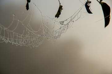 spider web with dew