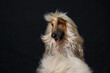© KDdesignphoto - dog with a lush long coat on a black background. concept of grooming, hair care.