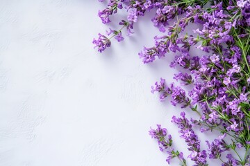 Wall Mural - Thyme blossoms on a white backdrop with room for text