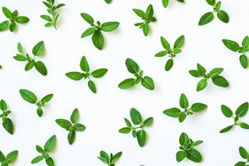 Poster - Isolated fresh thyme on a white background top view flat lay