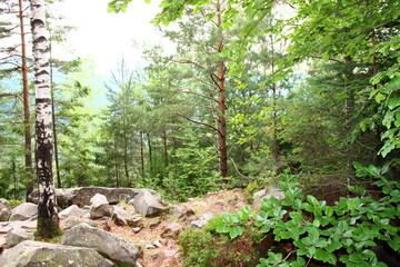 Forest landscape in the forest