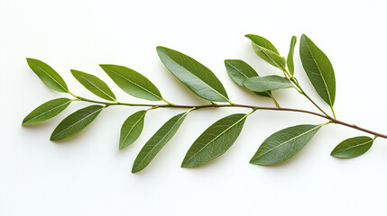Tree branch with green leaves isolated on white background, fresh spring or summer nature twig plant.