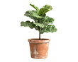 © kitidach - Fiddle leaf fig plant in a rustic pot, perfect for home decor.