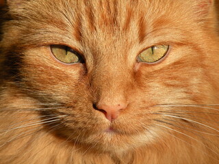 A detailed close-up shot of a fluffy ginger cat gazing intently. The sunlight accentuates the rich colors of its fur and unique eye expressions.