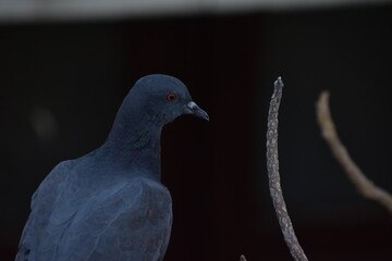 The domestic pigeon is a pigeon subspecies that was derived from the rock dove or rock pigeon. The rock pigeon is the world's oldest domesticated bird. Mesopotamian cuneiform tablets mention the domes