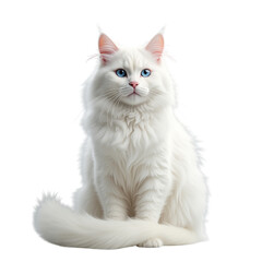  Elegant White Cat with Blue Eyes Sitting on Transparent Background