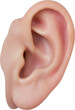 © AC's Inspired Images - human ear listening, listen, face part, skin and anatomy, isolated transparent png