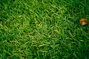 Wall Mural - green grass on the ground