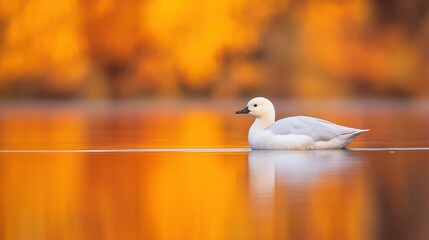 Wall Mural - A white duck floating on top of a body of water