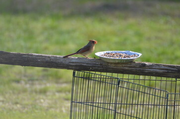 bird on a fence