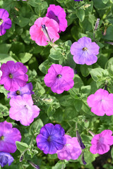 Wall Mural - Petunia nyctaginiflora. Large colorful petunia flowers in the garden.