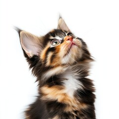 Poster - A curious kitten looks up at the clear blue sky, contemplating life