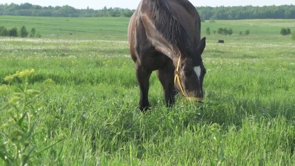 Wall Mural - beautiful  bay  mare  grazing in field with juicy green grass. sunny evening