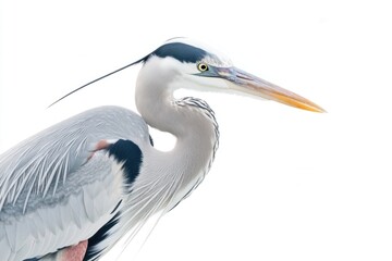 Wall Mural - A picture of a large bird with a distinctive long neck and long beak