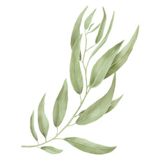 Green willow branch with graceful thin leaves. Watercolor digital illustration. Willow branches isolated on white background. Botanical illustration. Element for postcard and invitation design.