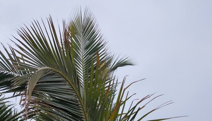 Canvas Print - Palm fronds reaching for a cloudy sky. Serene tropical scene.