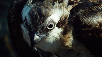Wall Mural - close-up shot of a bird of prey's face with sharp features