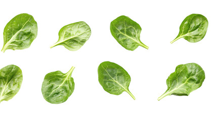 Wall Mural - Fresh green lettuce leaves isolated on white background