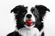 © Goncharenko - Black and White Dog with Red Ball