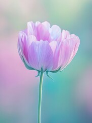 Canvas Print - Pink Flower Close Up