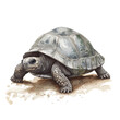 © ali - A watercolor clipart of a tortoise crawling slowly on the ground, isolated on a white background. Tortoise vector.