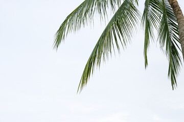 Wall Mural - Coconut palm trees with sky