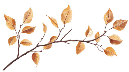 Wall Mural - autumn leaves on the branch isolated on white background