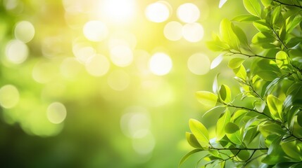 Wall Mural - Spring blossom over blurred nature background with sunshine, banner. Retro toned