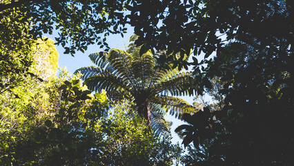 Wall Mural - New zealand fern tree ponga huge big green native plant