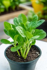 Wall Mural - A small pot containing healthy green spinach plants.