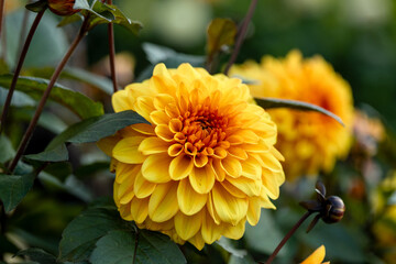 Wall Mural - Dahlia yellow and orange flowers in garden