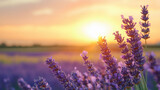 lavender field at sunset