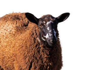 black brown mountain sheep closeup with thick brown merino wool coat png