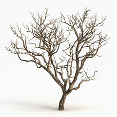 Wall Mural - dead bush tree 3d render isolated on white background