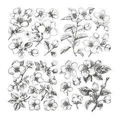 set of apple blossom flowers hand drawn design vector template