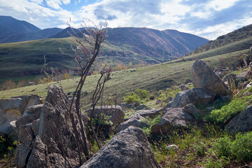 Wall Mural - Altai landscape with rocks on background are mountain slopes with rhododendron bushes in blossom.