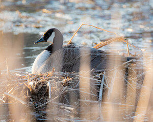 goose nesting