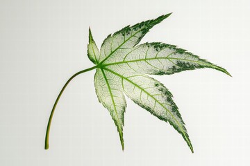 Wall Mural - Intricate Green Leaf with Delicate Veins on Gentle Background