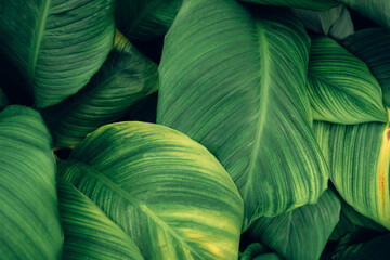 Wall Mural - abstract tropical leaf textures on dark tone, natural green background.