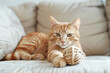 © pijav4uk - Adorable ginger cat joyfully playing with a sisal toy at home